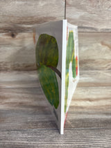 The Very Hungry Caterpillar Paperback Book